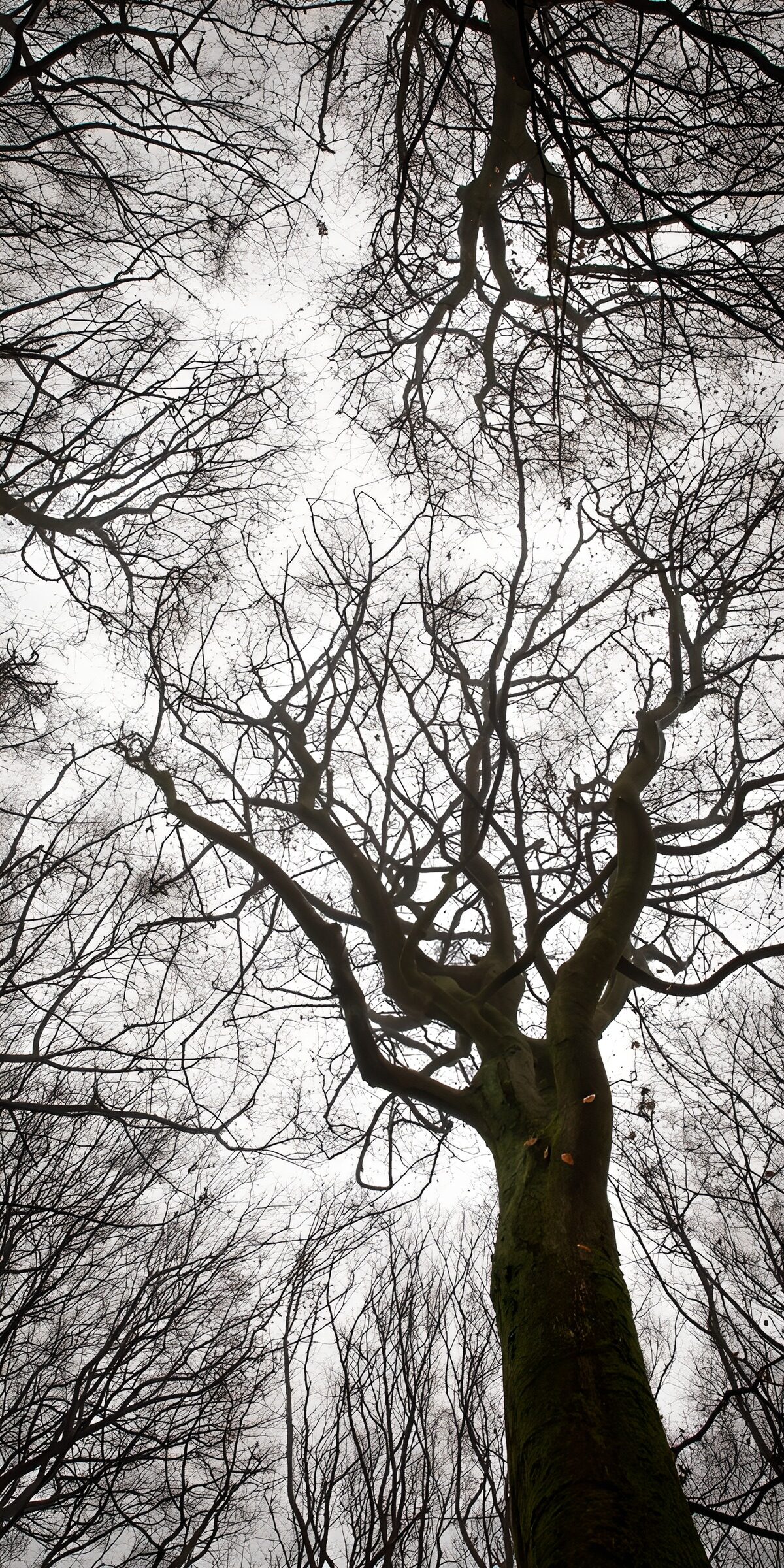 Bare branches against a quiet grey sky