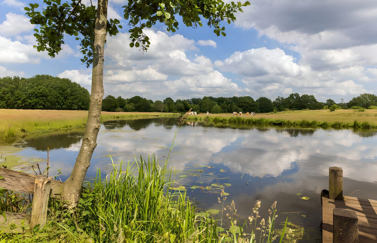 Cattle grazing beside a quiet pond