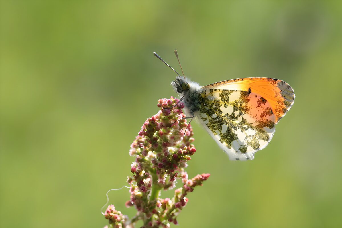 Orange-tip butterfly resting on pink buds