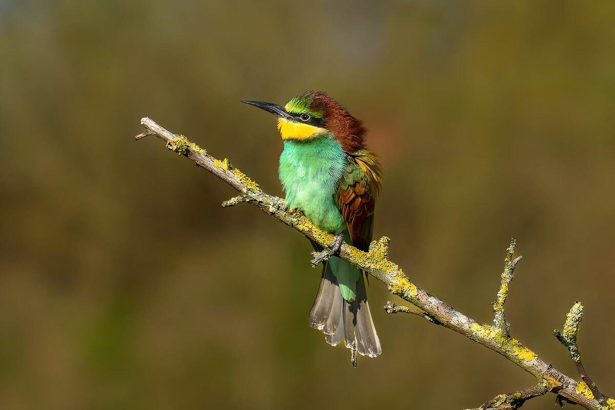 Bee-eater in a hush of gold