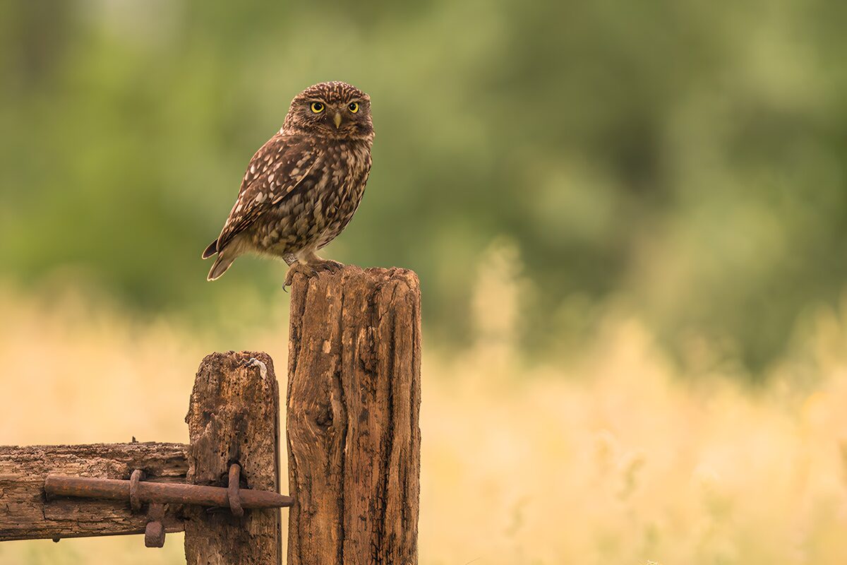 Little owl in a hush of gold