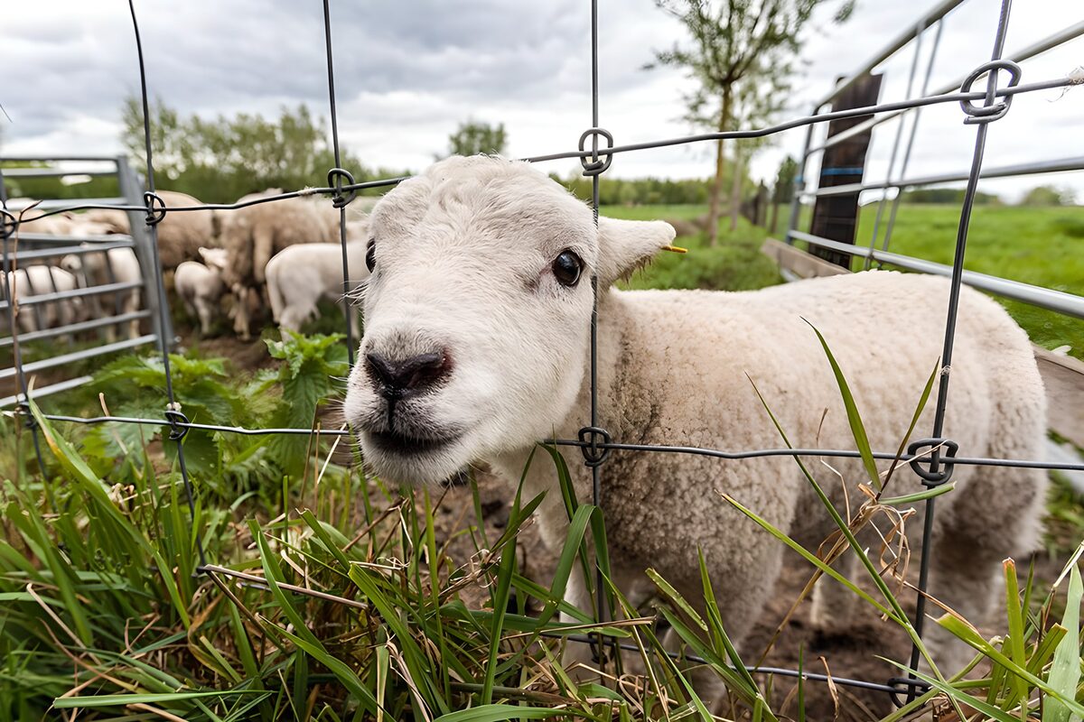 White lamb by a lush, grassy fence