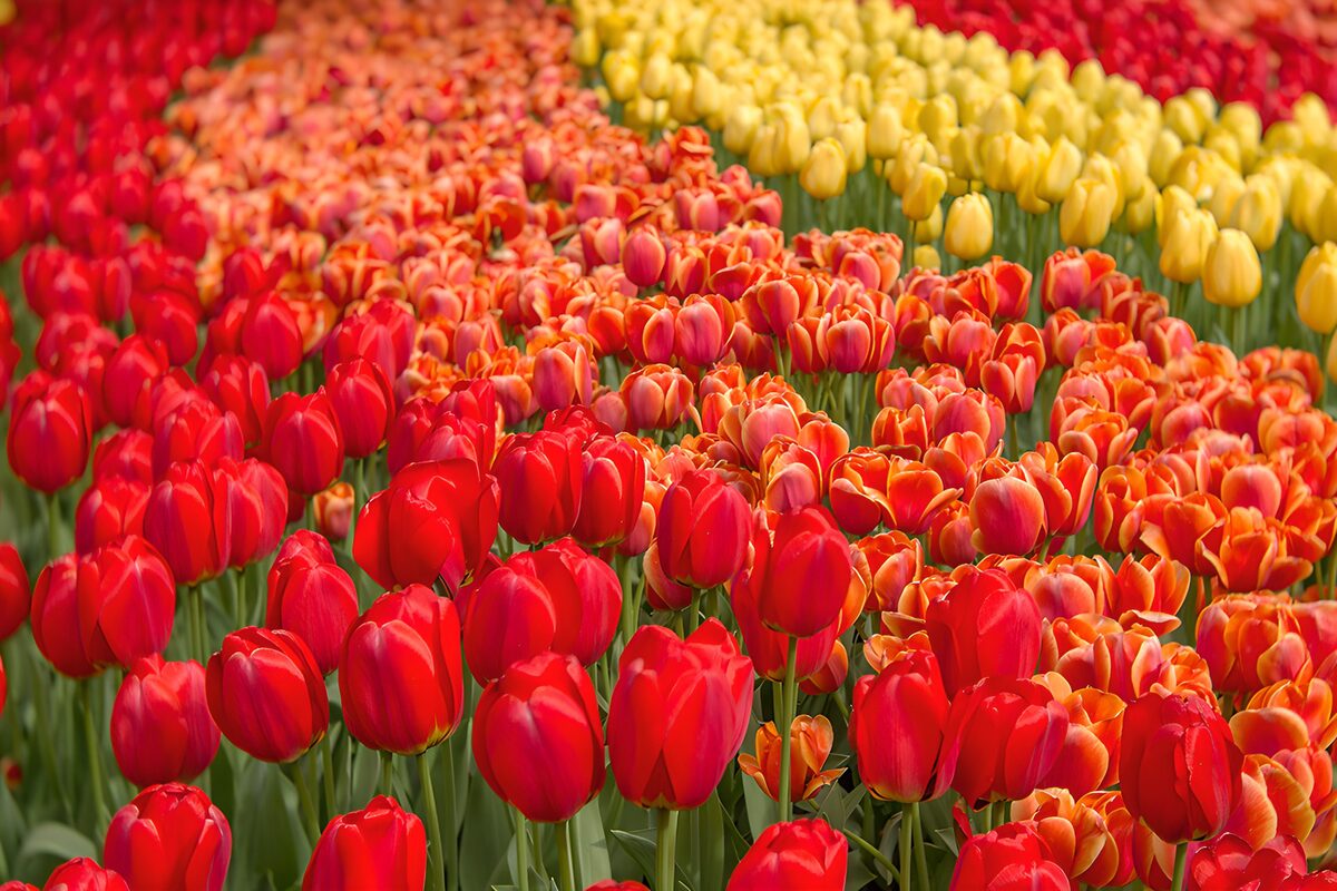 Red, orange and yellow tulips in sunshine