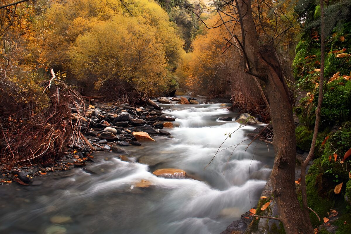 Rushing stream in golden autumn woods
