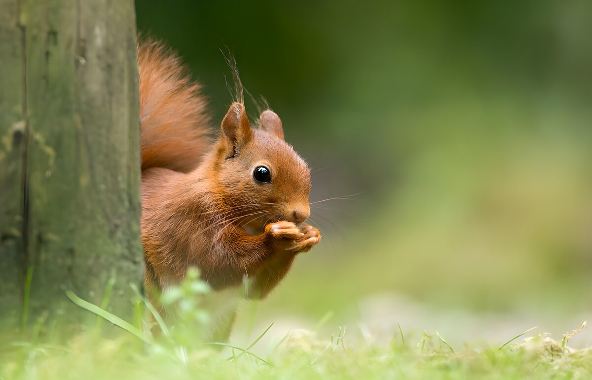 Red squirrel with a quiet woodland snack