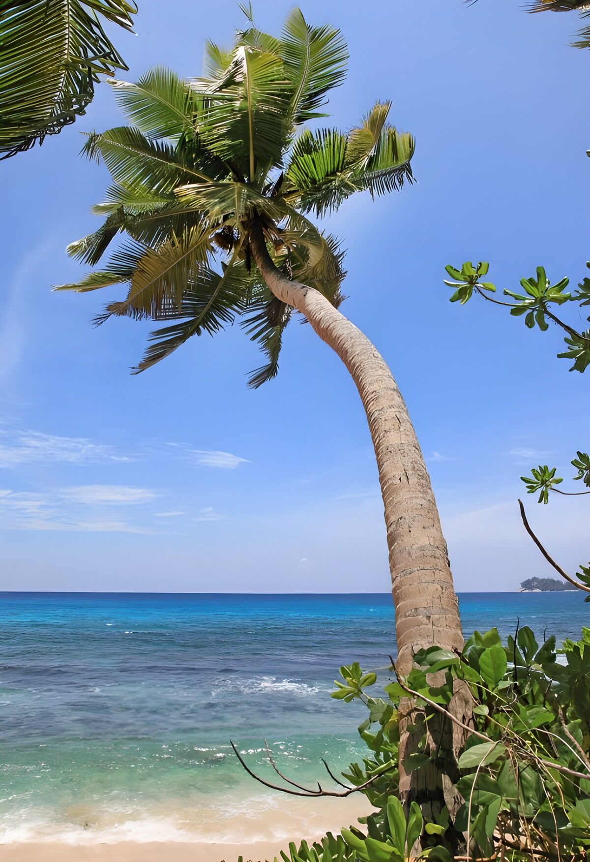 Curved palm over a turquoise sea