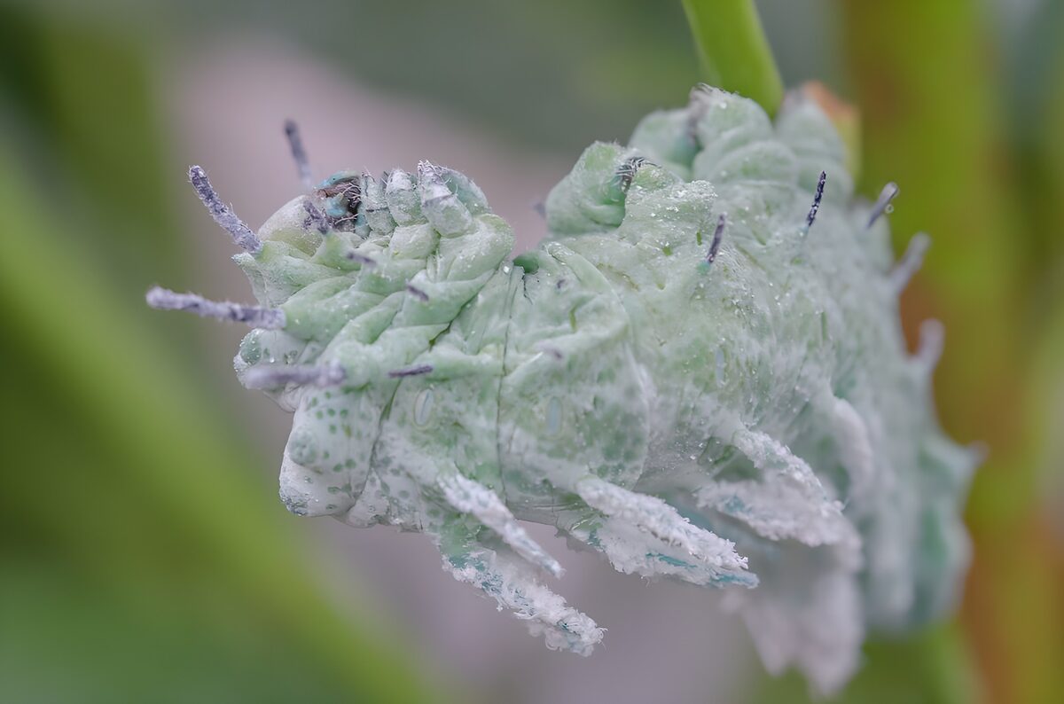 Pale green caterpillar in gentle light