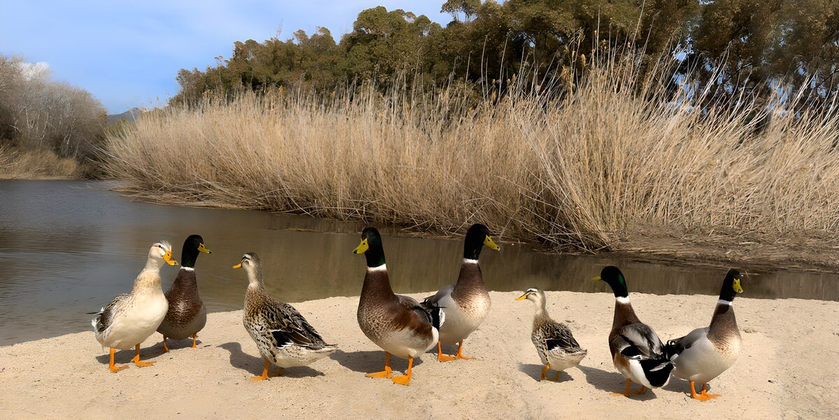 Eight ducks on a sunlit sandy bank
