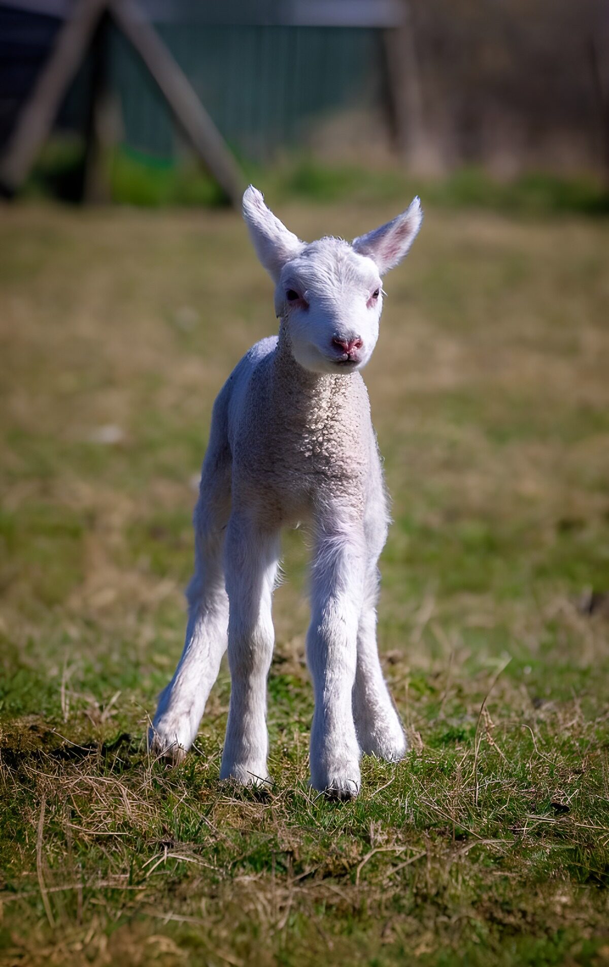White lamb standing in the sunshine