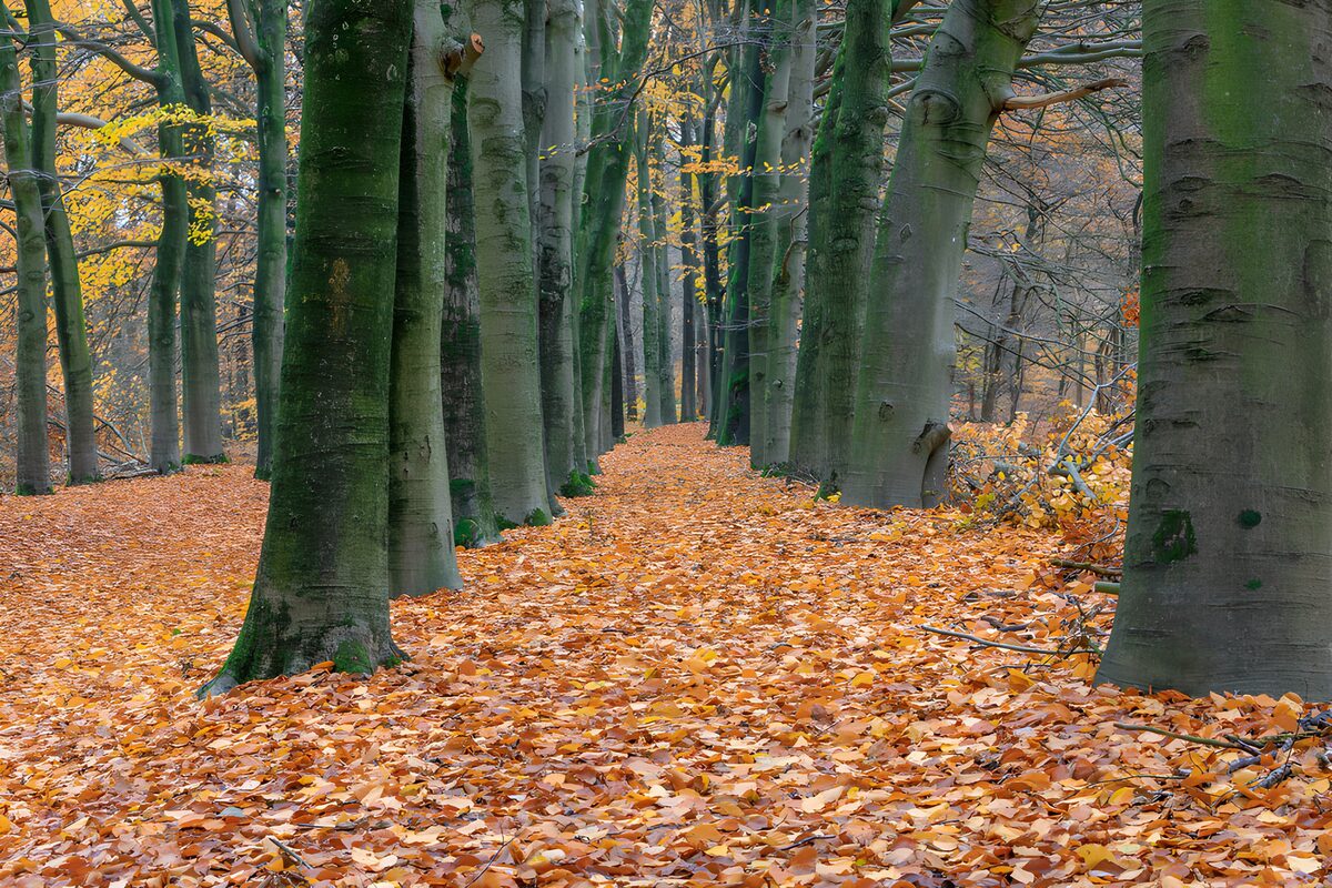 Autumn beech avenue in soft light