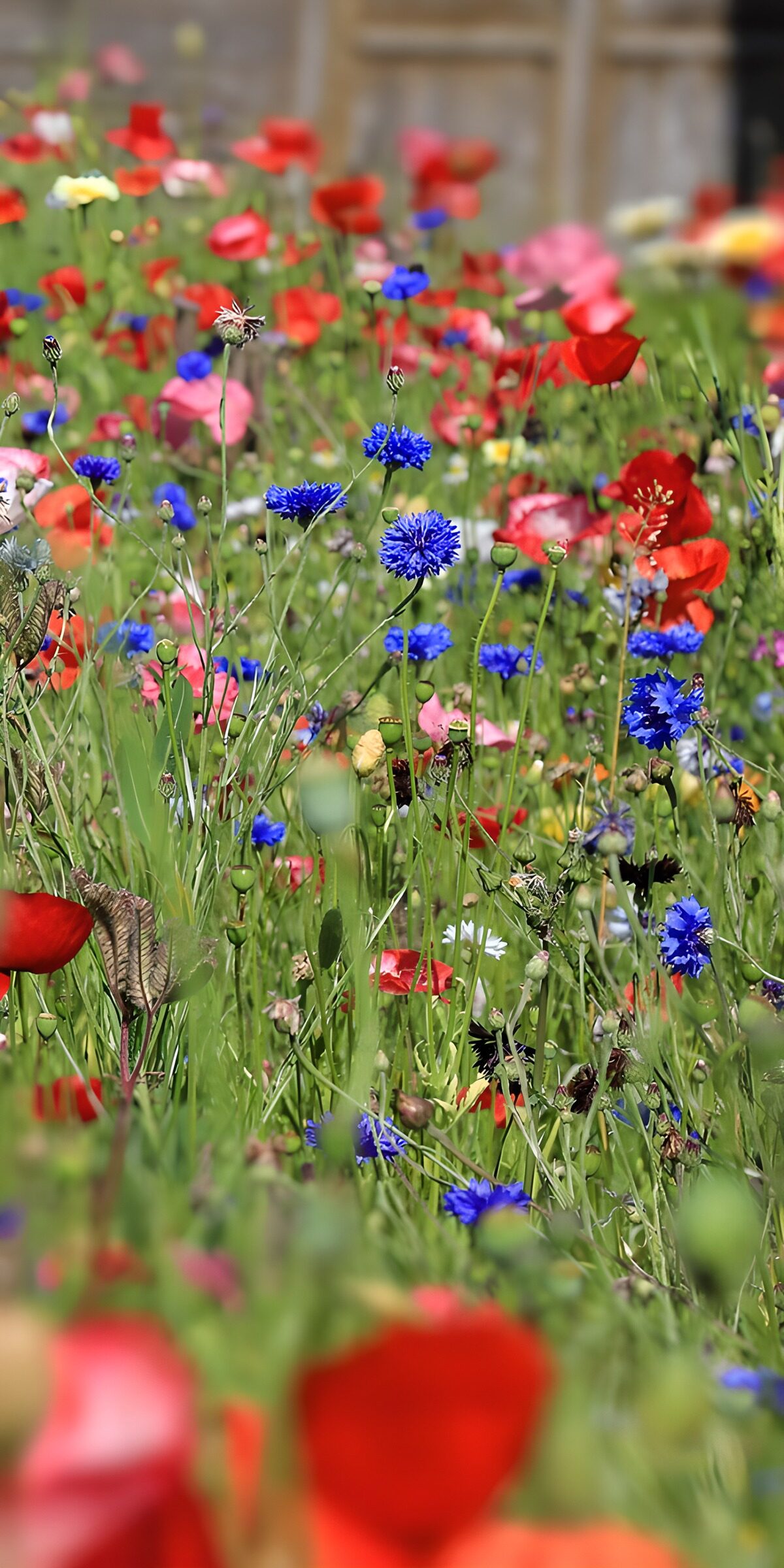 Red poppies and blue cornflowers in the sun