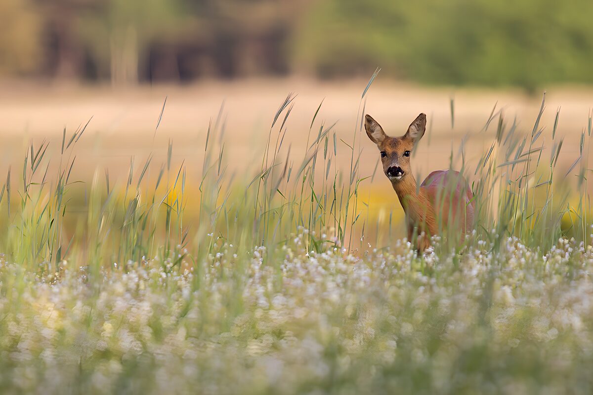 Roe deer among tall grass and white flowers