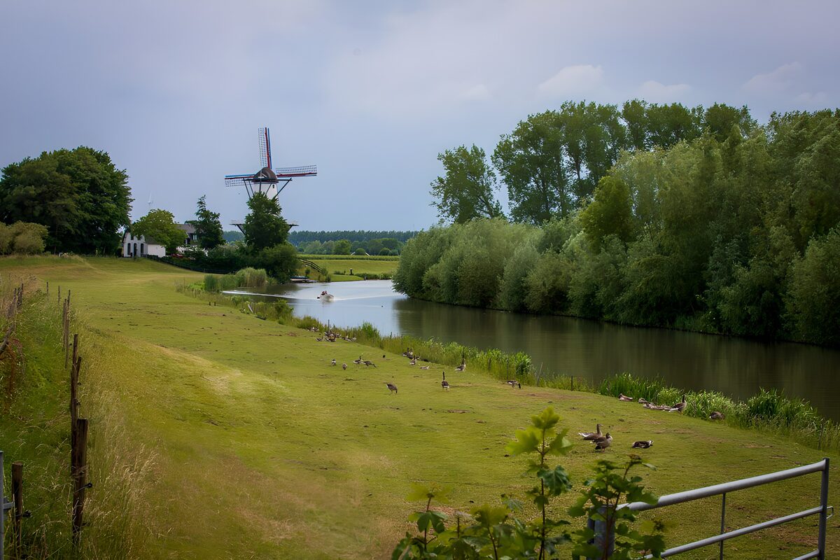 Geese and a windmill by quiet water