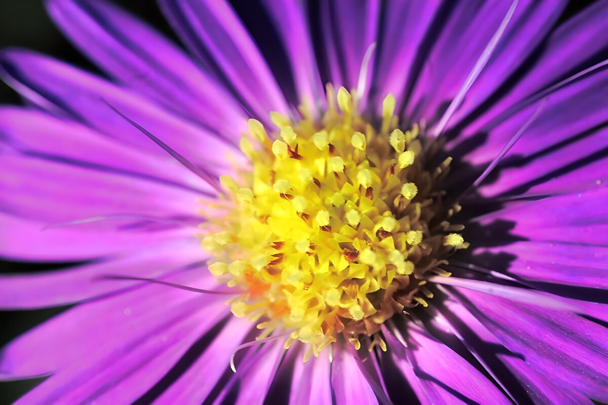 Purple flower in bold sunlight