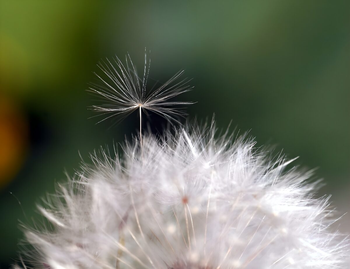 White dandelion fluff in soft focus