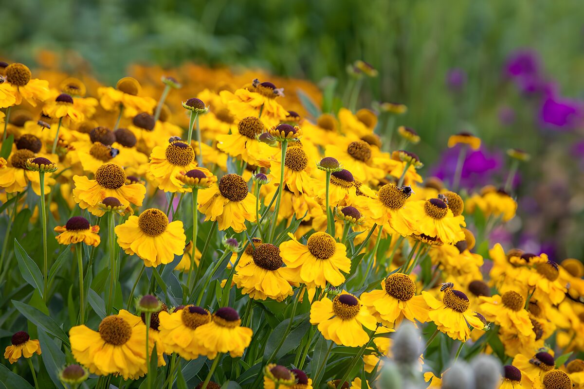 Yellow flowers in soft summer light
