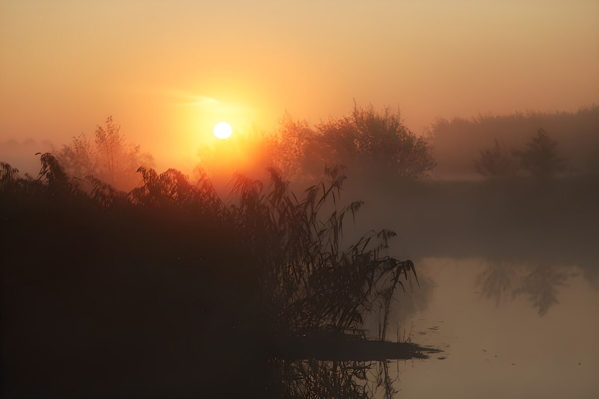 Golden sunrise over misty, reed-lined water
