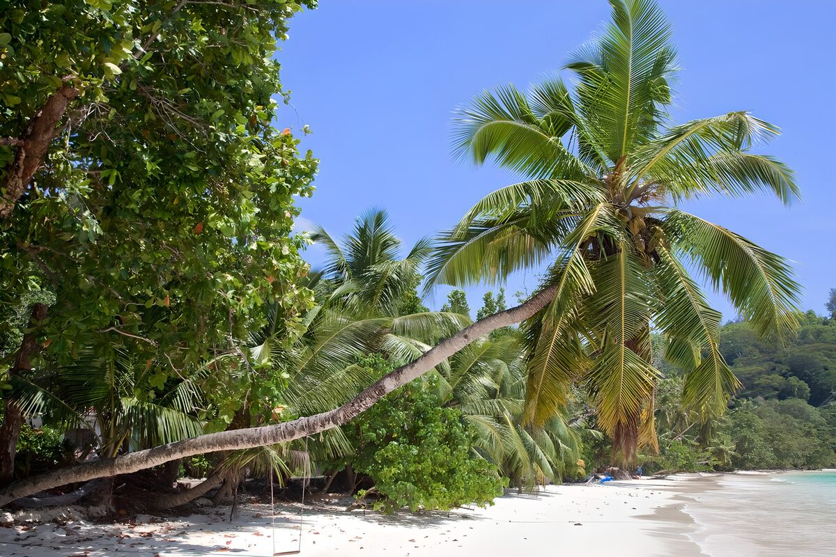 Curved palm above a quiet tropical beach