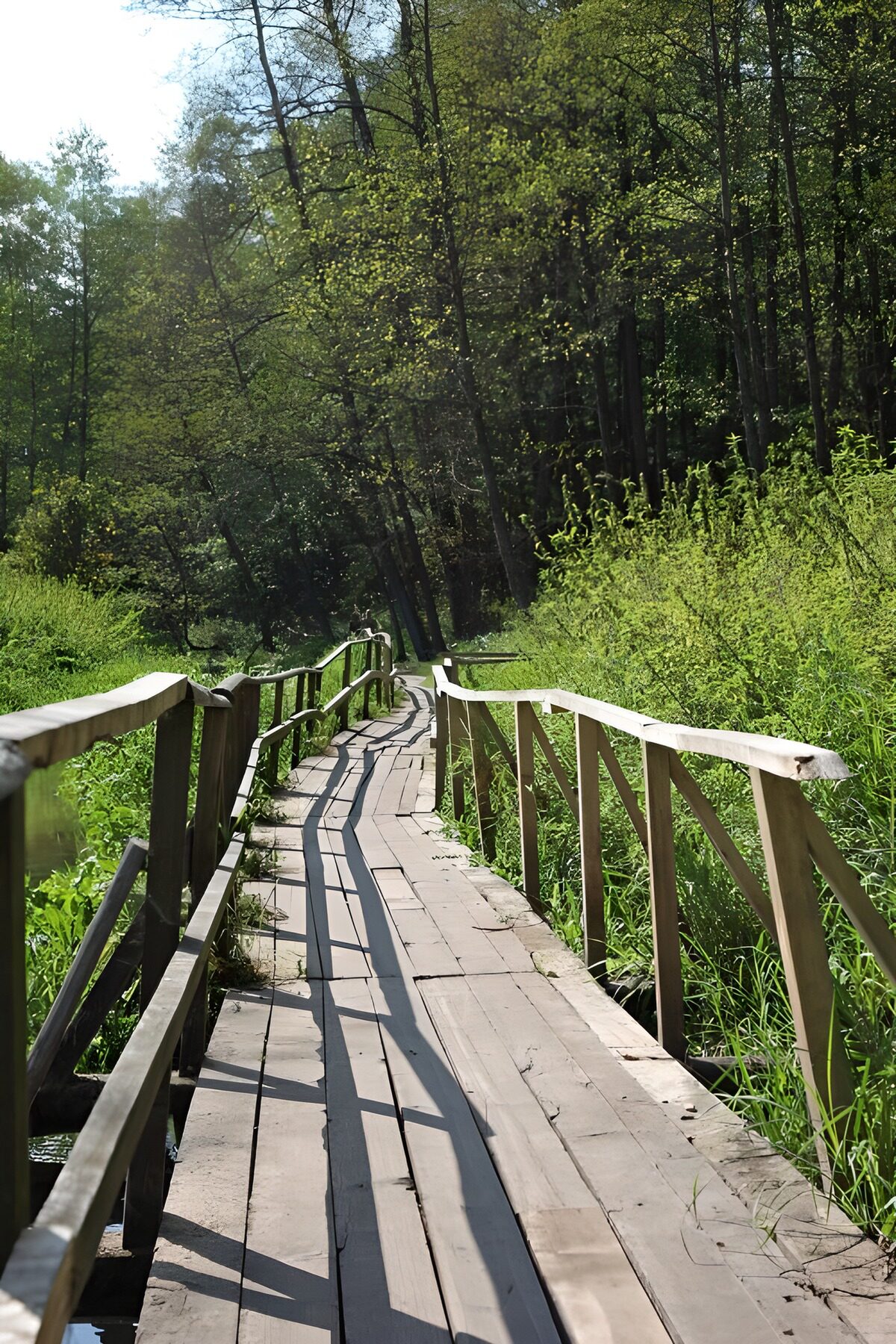 Sunlit boardwalk through green woodland