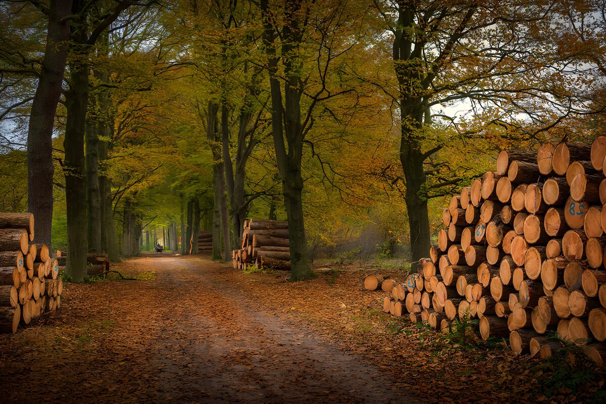 Autumn track between the woodpiles