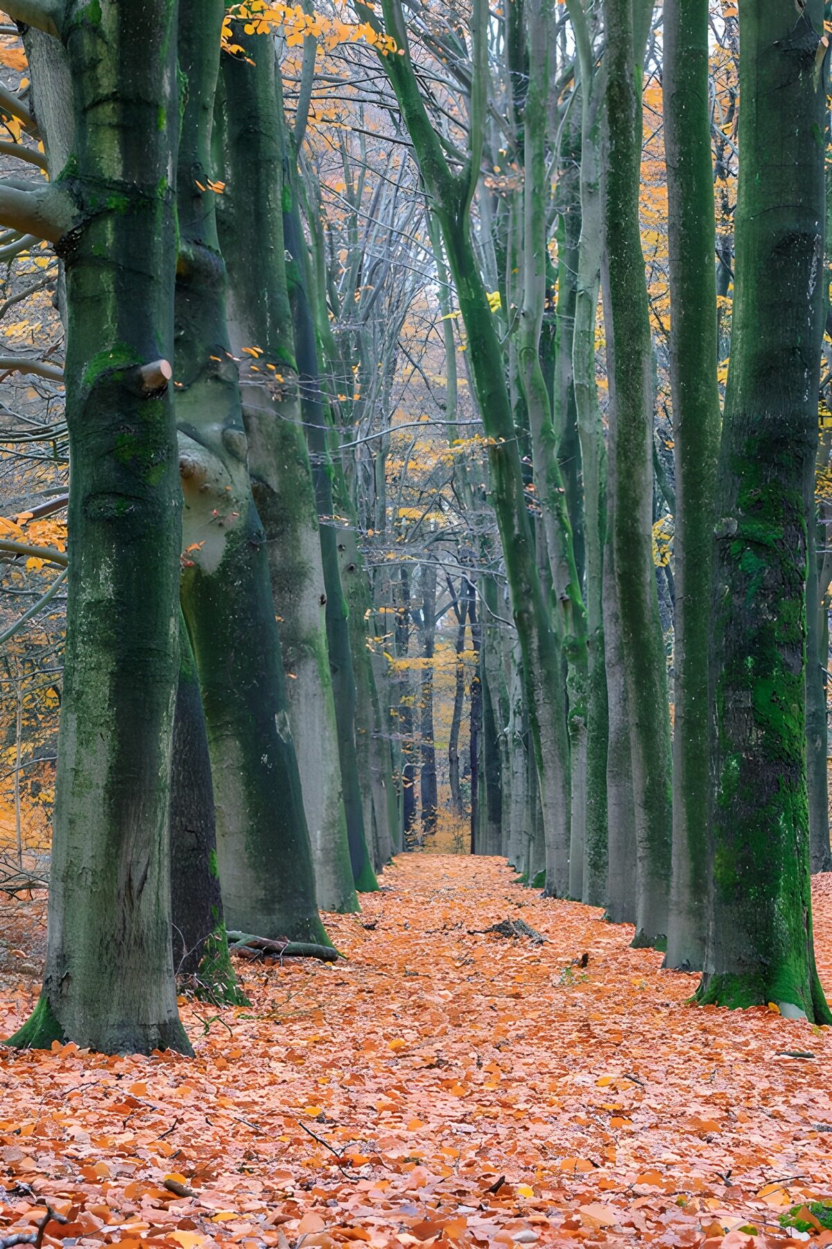 Autumn path between beech trees