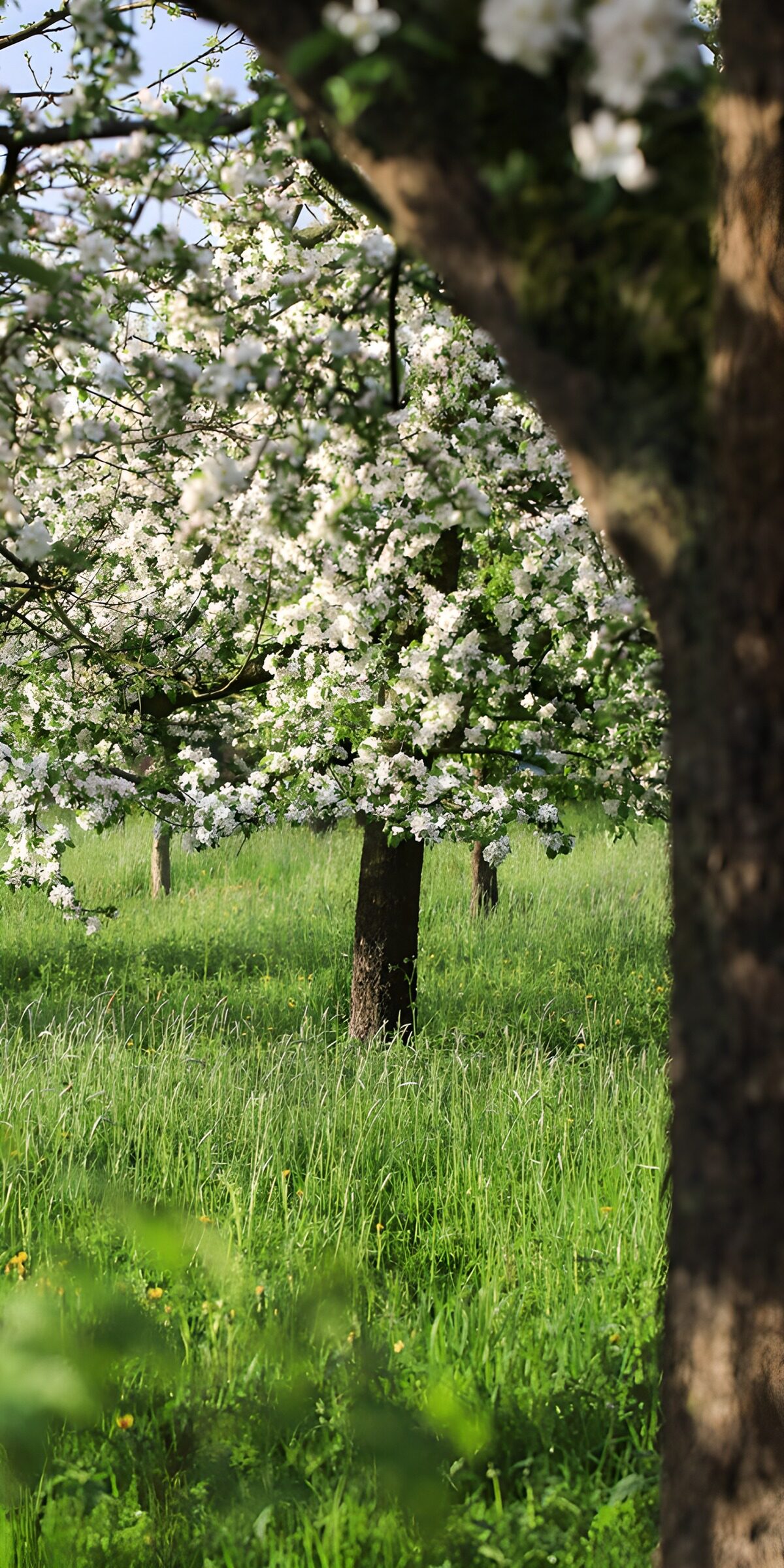 White blossom in a sunlit orchard