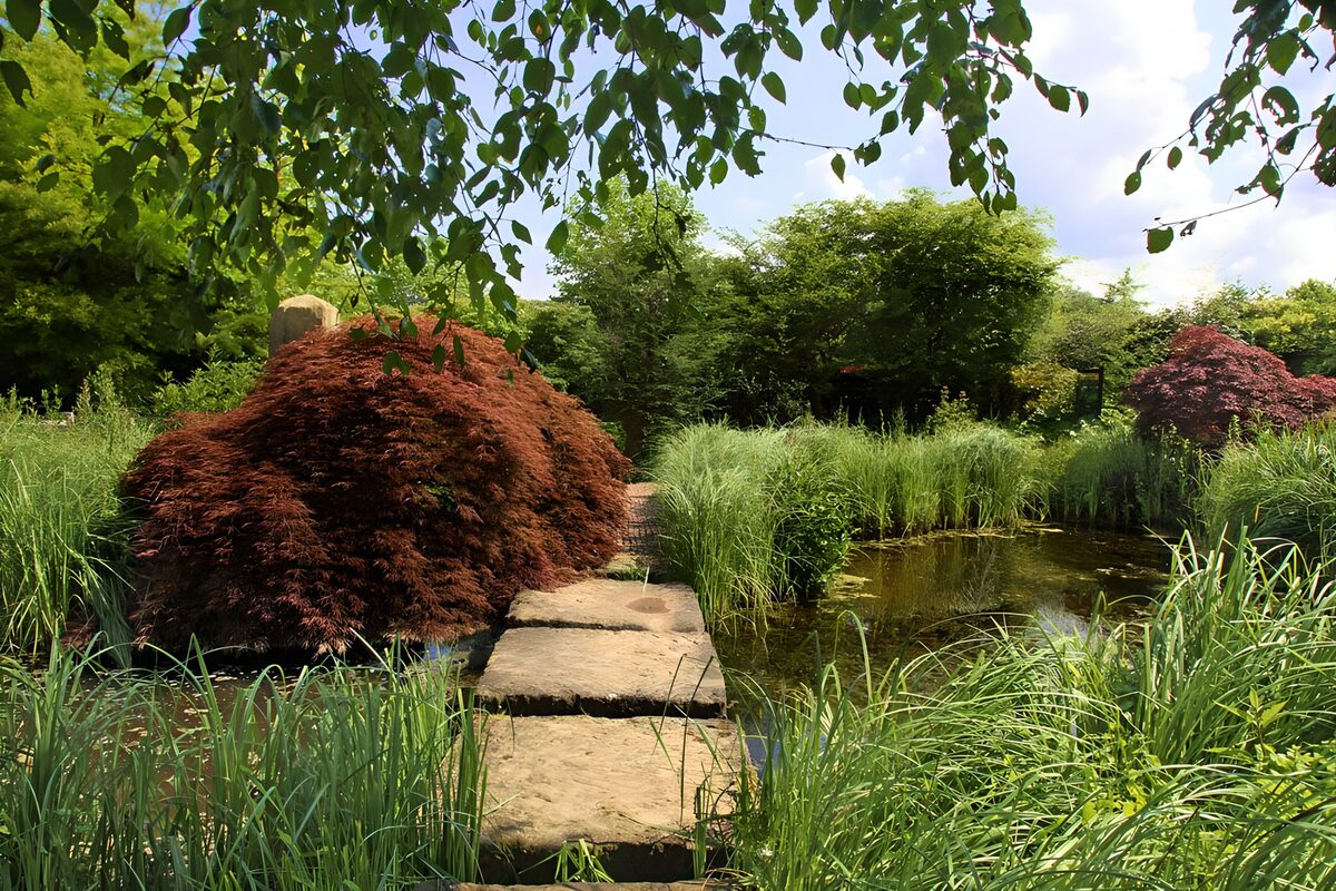 A quiet pond garden with red maples