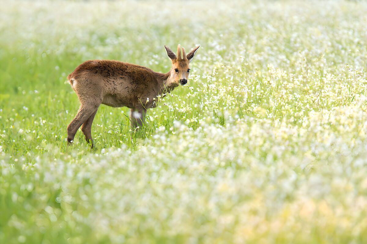 Roe buck in a sunlit flower meadow