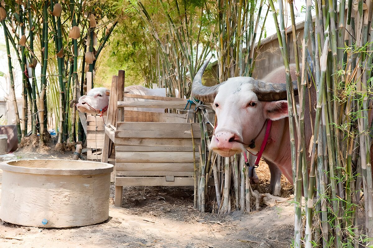 Two pale buffalo in a bamboo enclosure