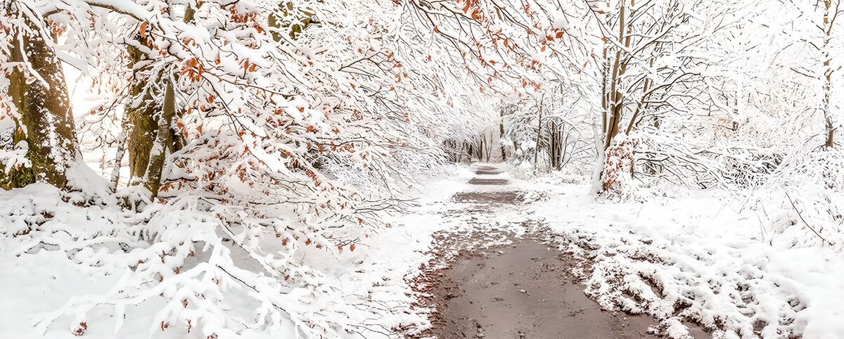 A quiet path through snow-covered woods