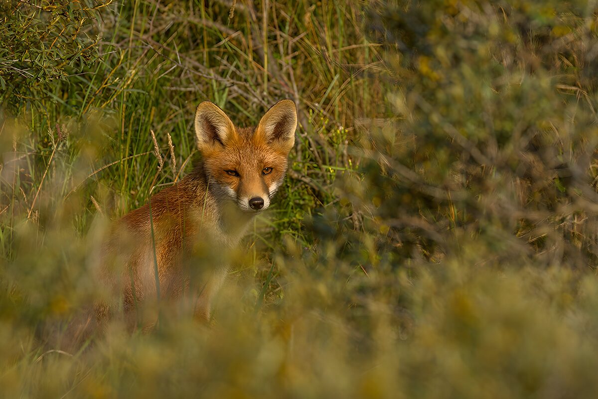 Red fox half hidden in tall grass