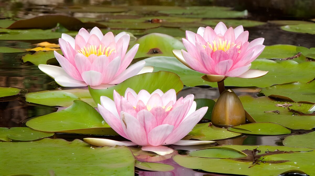 Three pink water lilies on quiet water