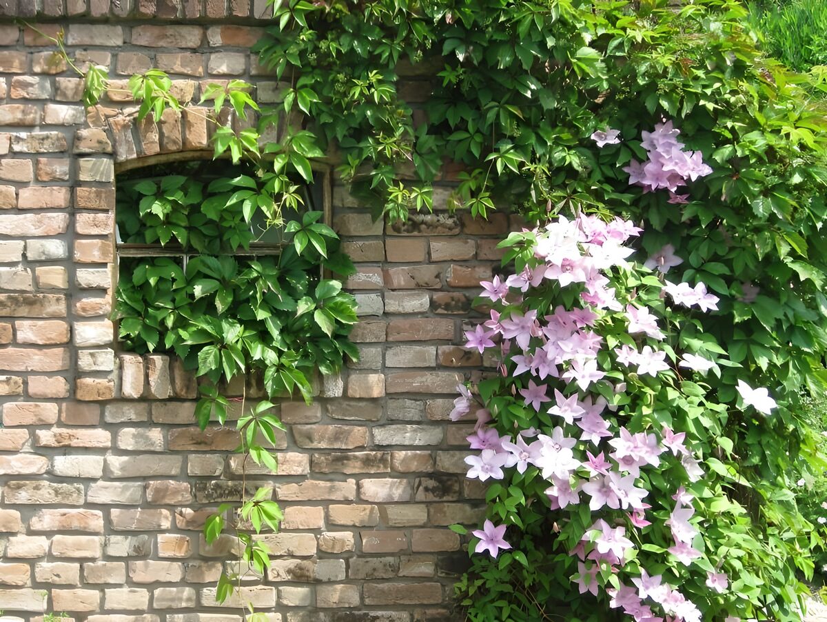 Sunlit brick wall with pink climbing flowers