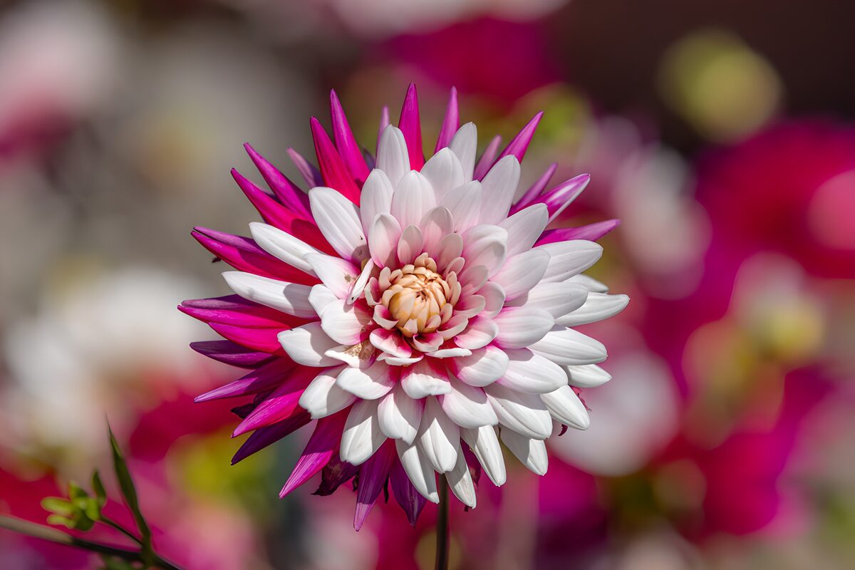 Sunlit dahlia in pink and white