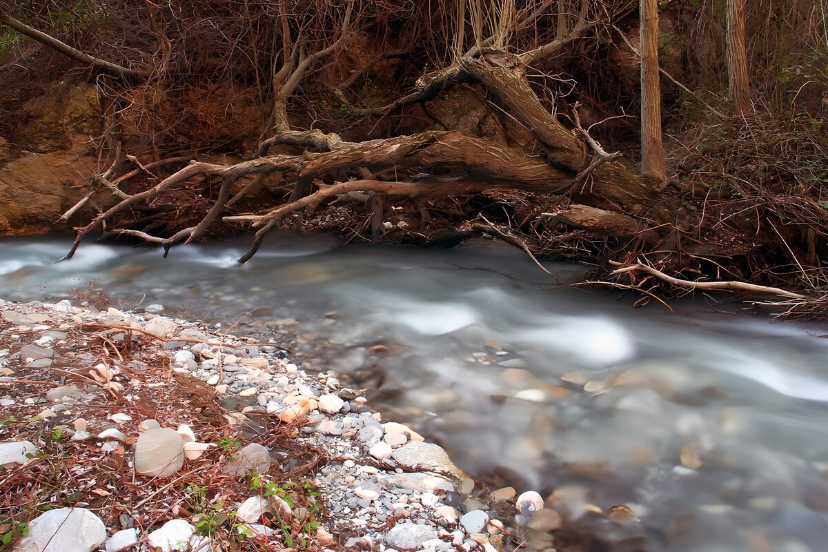 Woodland stream beside a fallen tree