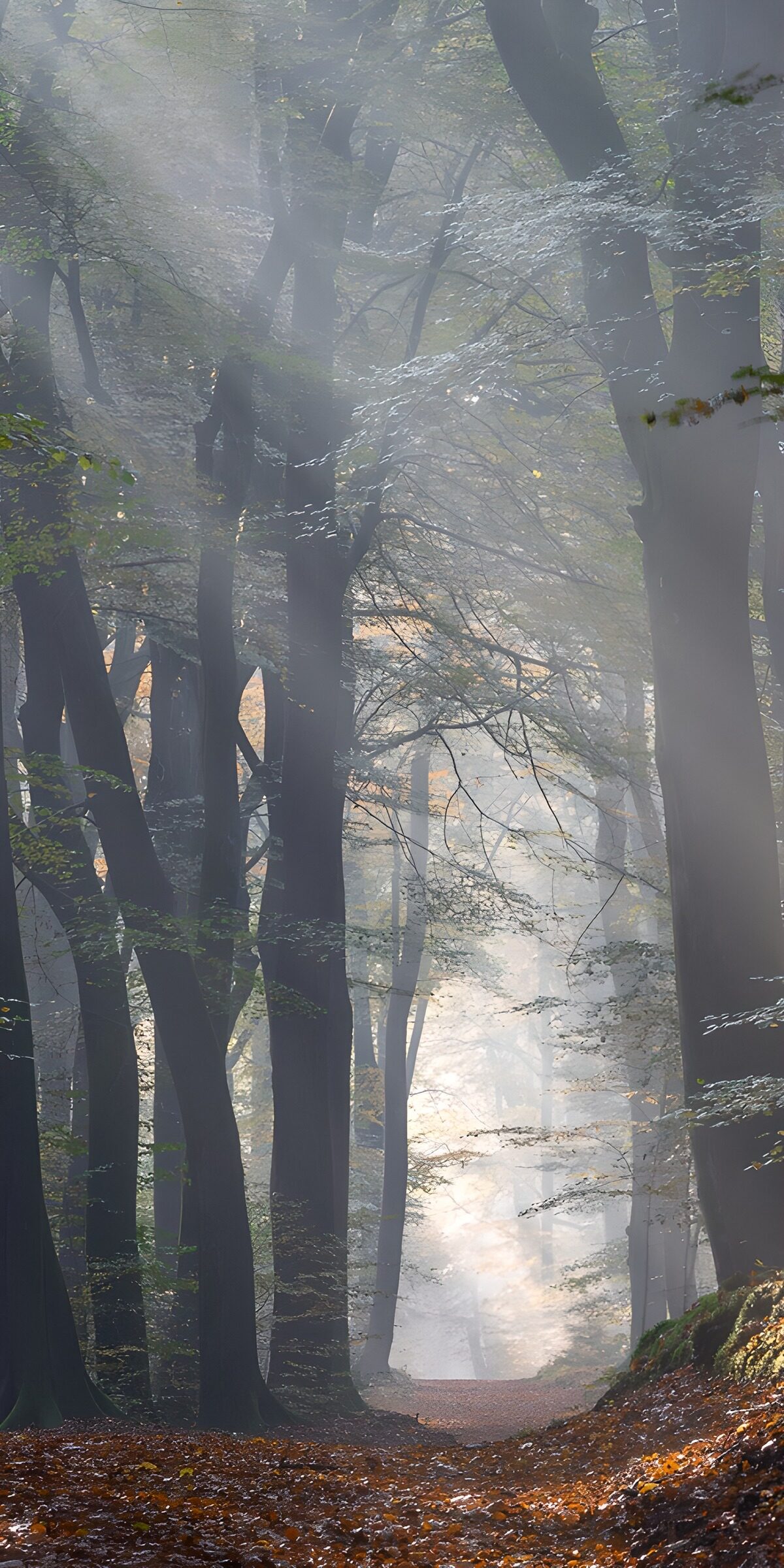 Autumn forest path in soft mist