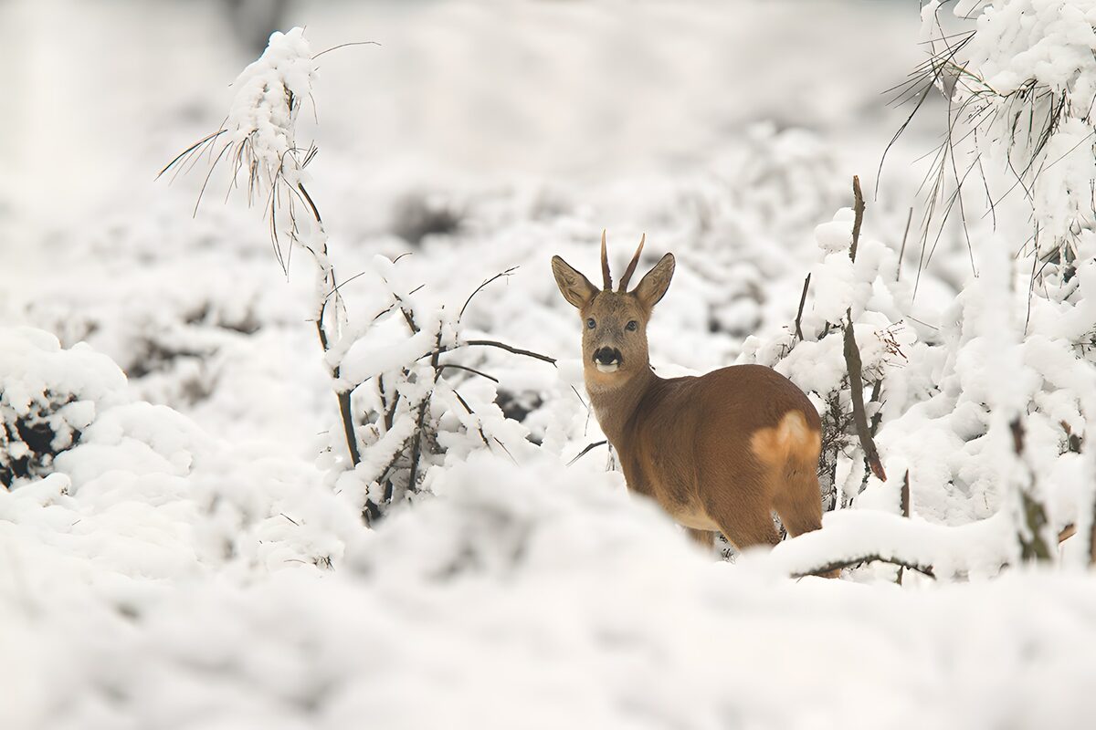 Watchful roe buck in snowy woodland