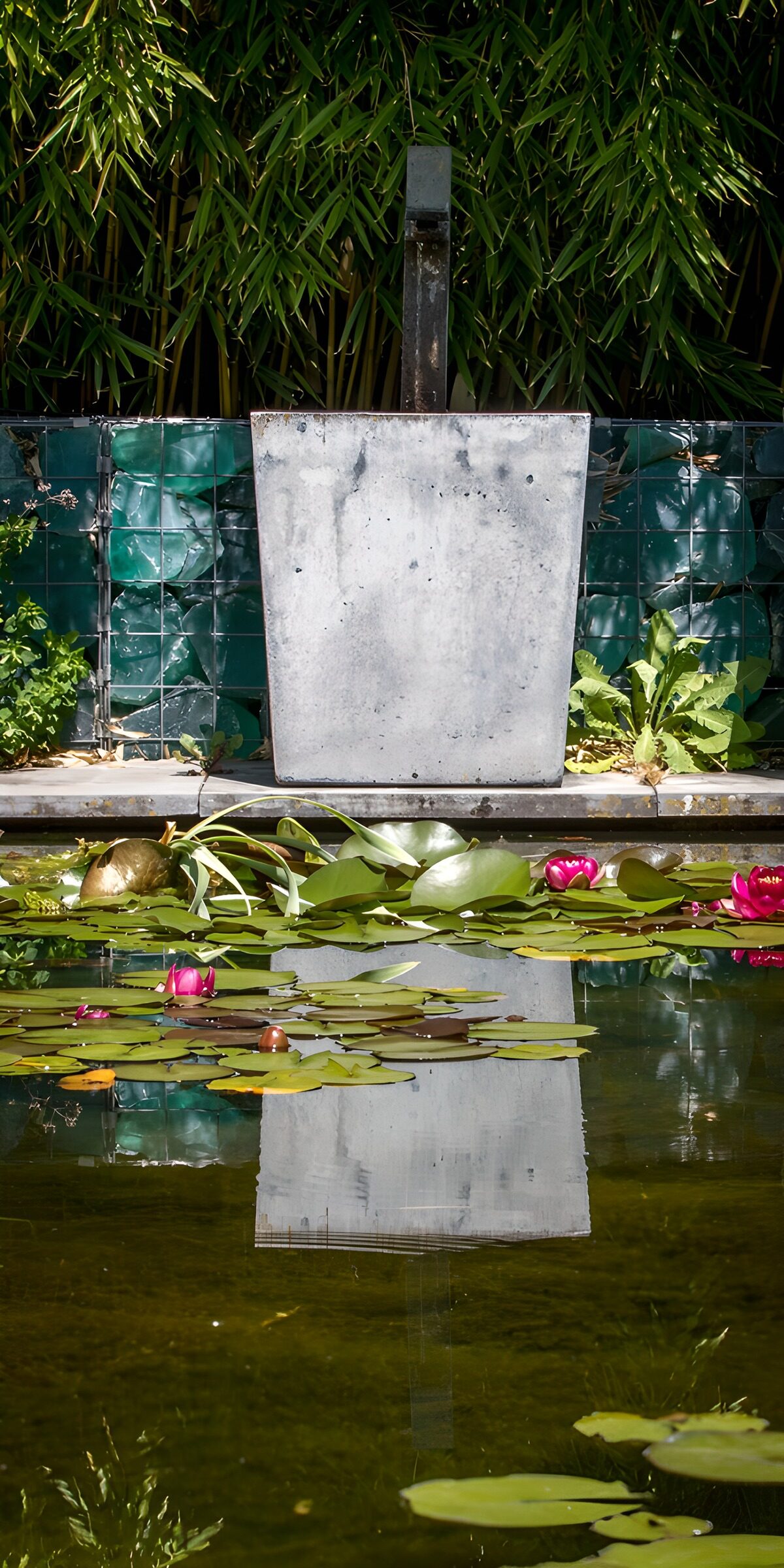 Pink water lilies on a still pond
