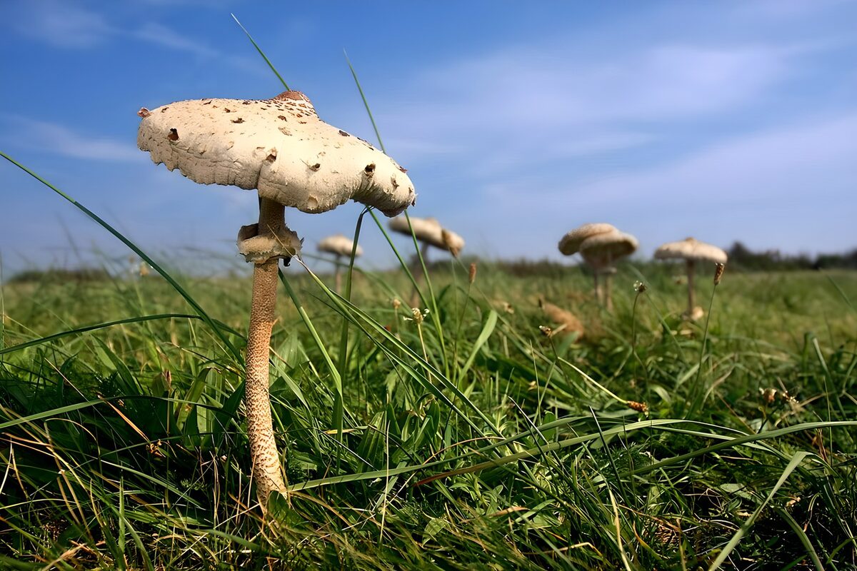 Sunlit mushrooms in meadow grass
