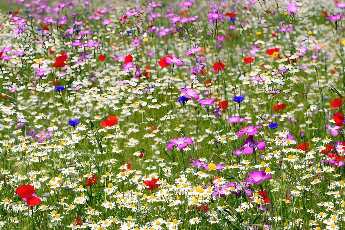 Sunlit daisies, poppies and cornflowers