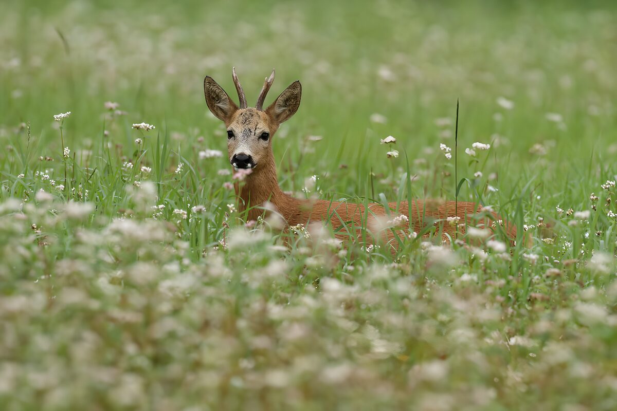 Watchful roe deer among meadow flowers