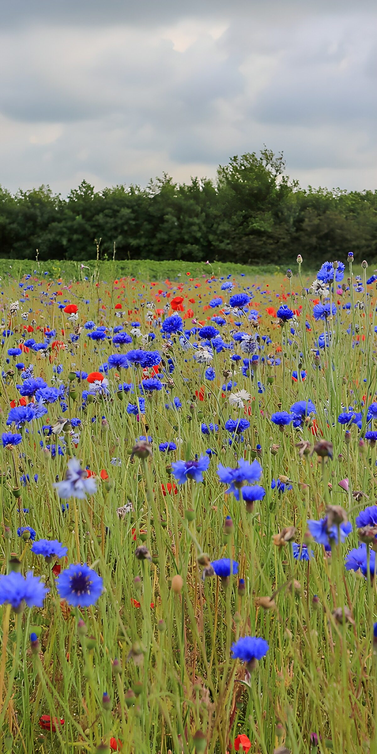 Cornflowers and poppies under grey skies