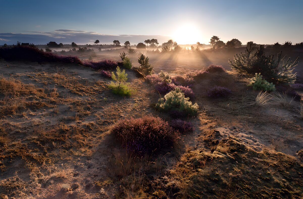 Sunrise over sand and purple shrubs