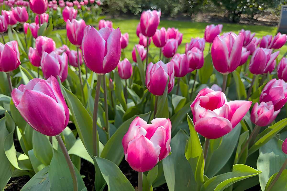 Pink tulips in a sunlit spring garden
