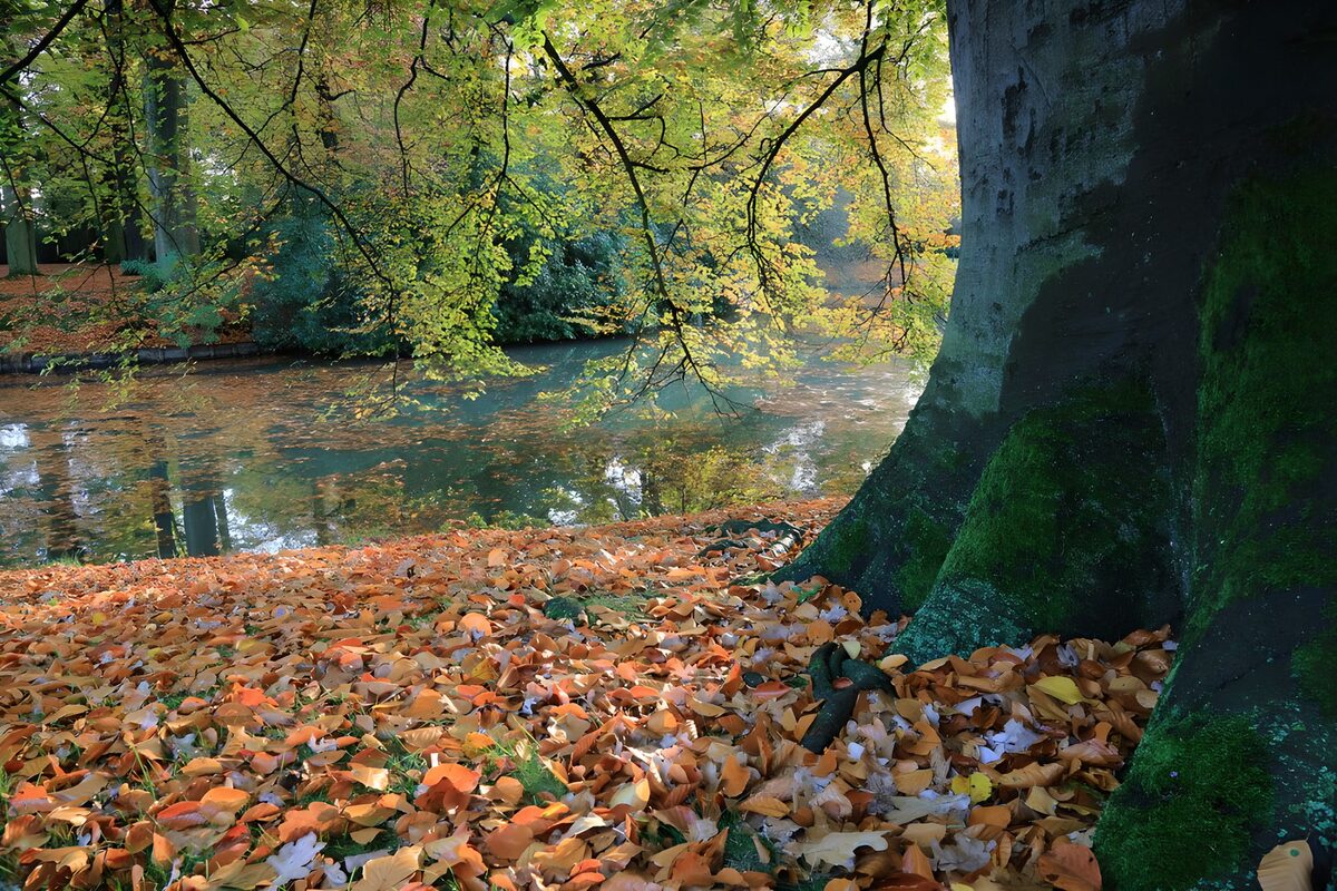 Mossy tree by a calm autumn river
