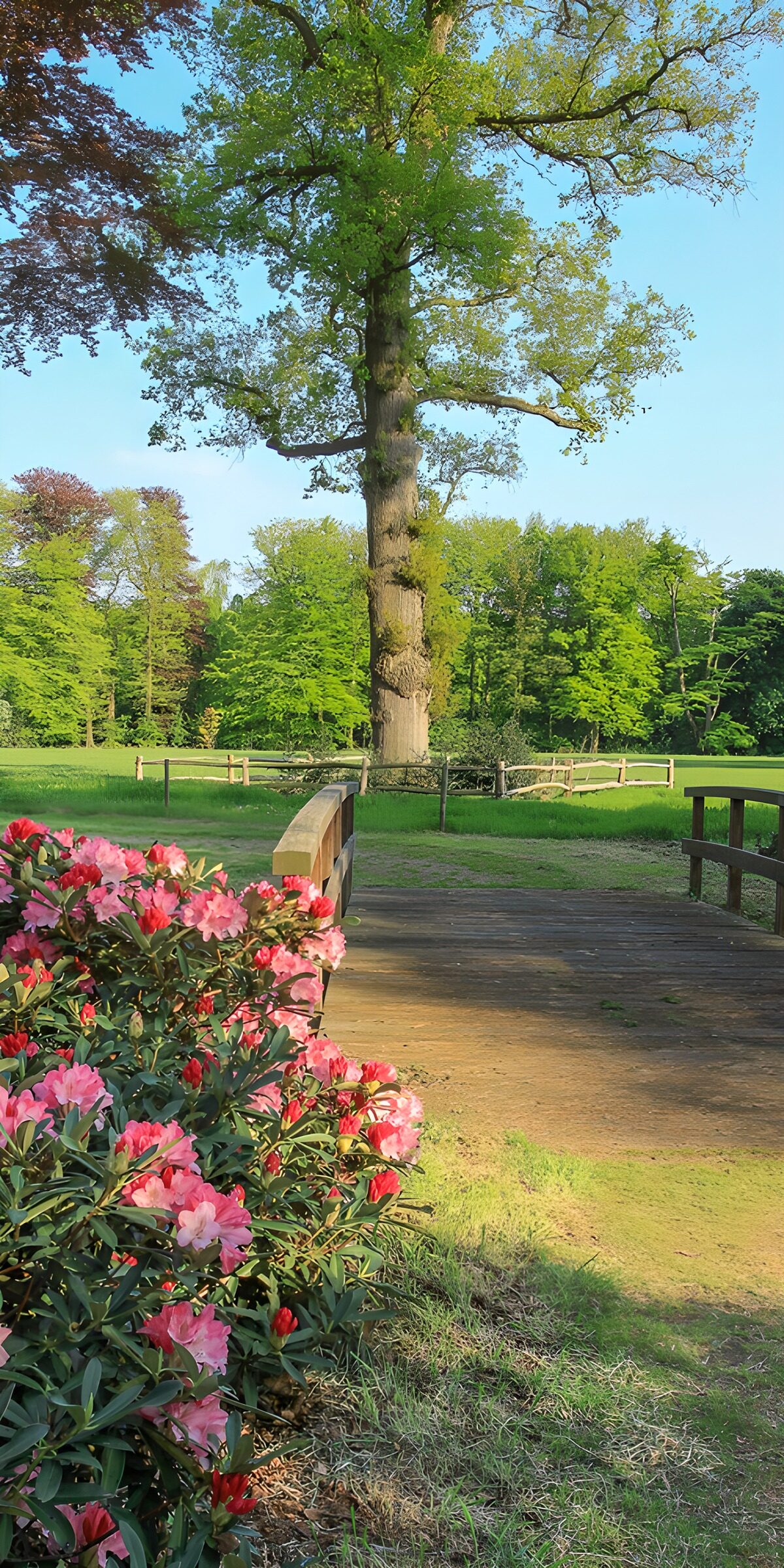 Sunlit footbridge and pink flowers