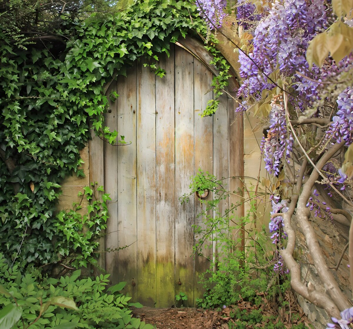 Weathered garden door beneath wisteria