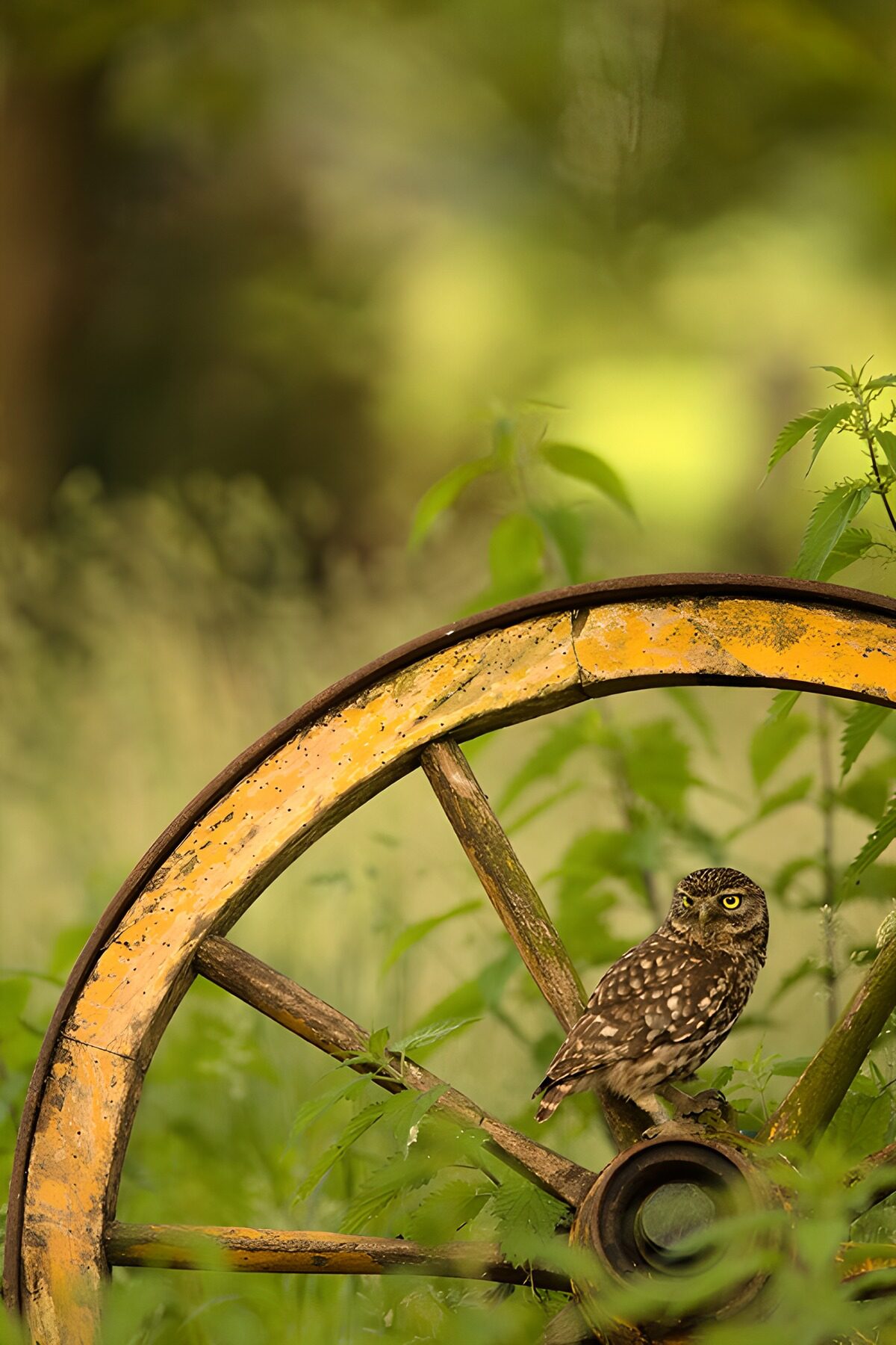 Small owl on a weathered wooden wheel