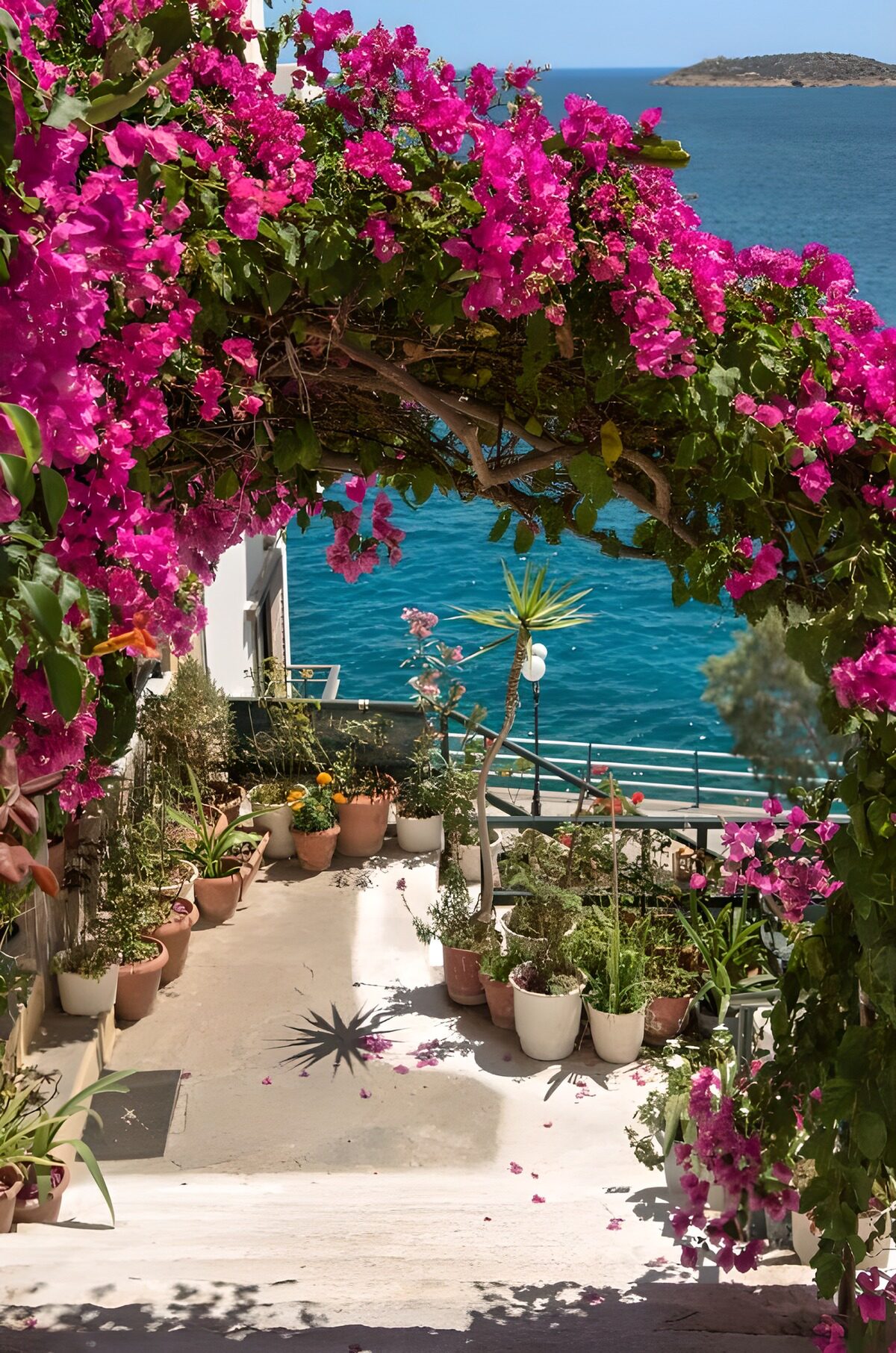 Sunlit seaside terrace with bougainvillea