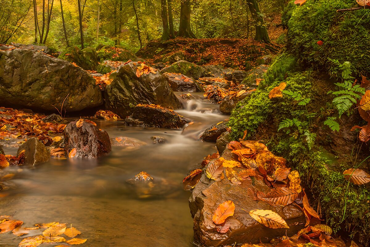 Autumn woodland stream in soft light